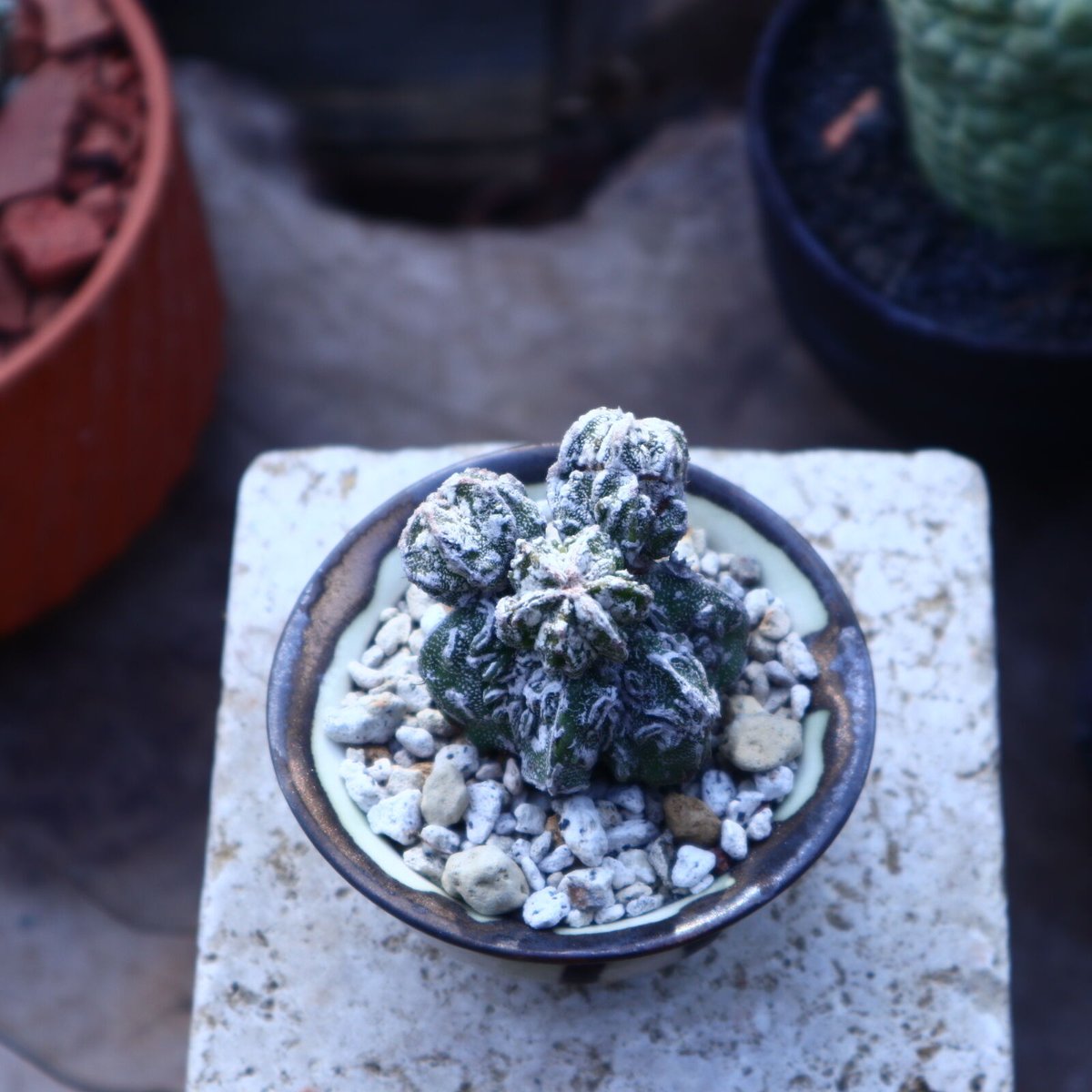 アストロフィツム 複隆ランポー玉 no.41827 | 芽の巣山