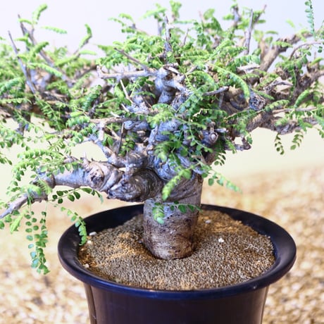 ボスウェリア  ネグレクタ/ Boswellia neglecta    no.43001