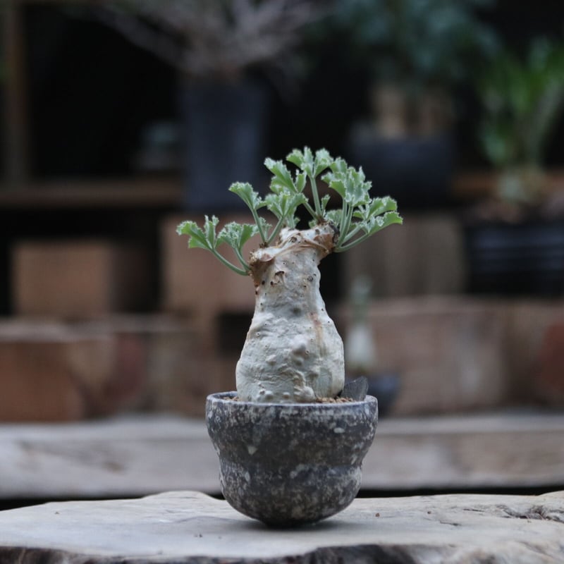 キフォステンマ ベティフォルメ(プントランド)／Cyphostemma betiforme