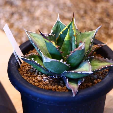 'ハルコイ´セット (N/OH × Agave titanota "FO-076)  no.30351