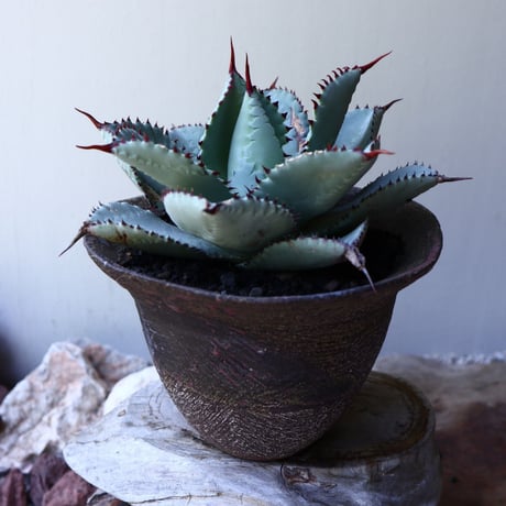 アガベ  ドラゴントゥース   Agave Dragon Toes   no.60241