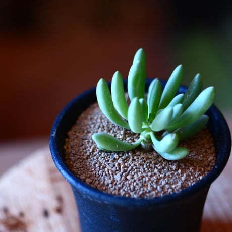 オトンナ  クラビフォリア    Othonna clavifolia    no.111529②