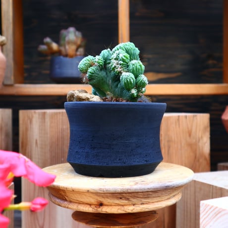 セレウス 金獅子 ／ Cereus variabilis f. monstrosus  no.60526