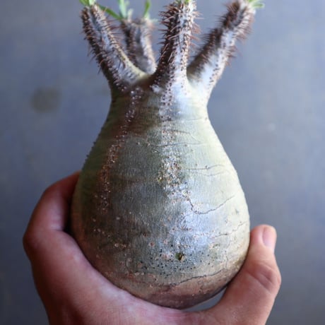 パキポディウム グラキリス 抜苗  Pachypodium rosulatum var. gracilius no.100634