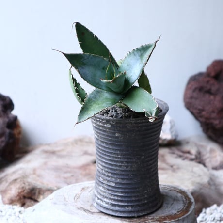 アガベ   ホワイトアイスブルー   仔株 Agave  titanota white ice blue  pups.  no.90806