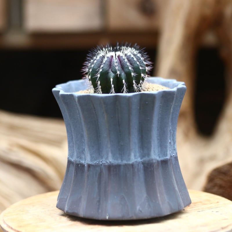 ユーベルマニア プセウドペクチニフェラ / Uebelmannia pectinifera v