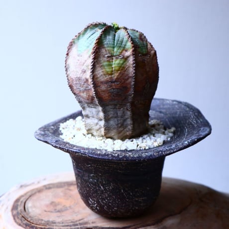 ユーフォルビア  オベサ   Euphorbia obesa   no.20313