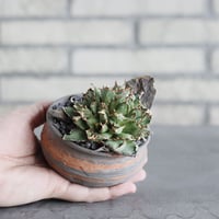 Agave titanota filigree Devil × N/OH (3号)  no.920/7