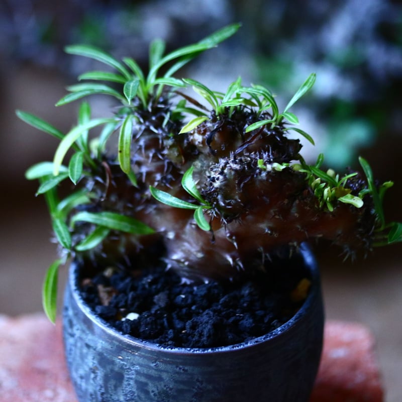 パキポディウム ラメリー 綴化 Pachypodium lamerei f. crist.