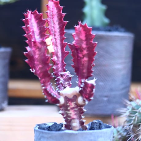 ユーフォルビア 紅彩雲閣　 Euphorbia trigona f. rubra    no.32114