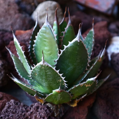 アガベ ホリダ   Agave horrida   no.30825