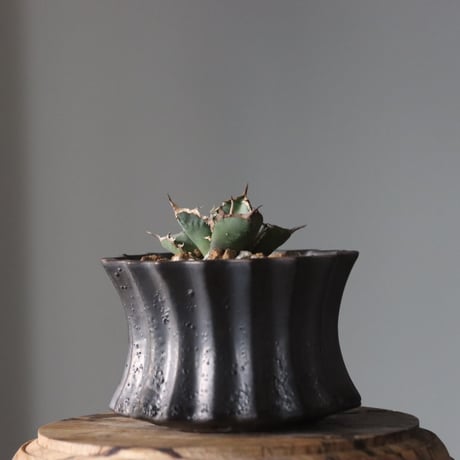 Agave titanota"FO-076" × soso　no.912-14