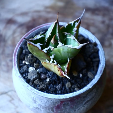 アガベ チタノタ     Agave titanota    no.32215