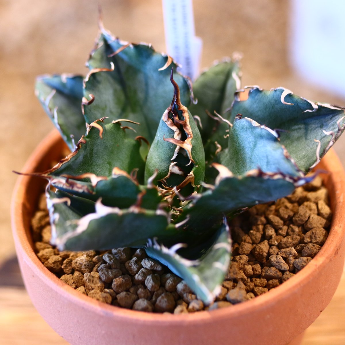 Agave titanota white Whale × YAMABACHI no.123 Agave titanota white Whale × YAMABACHI no.123