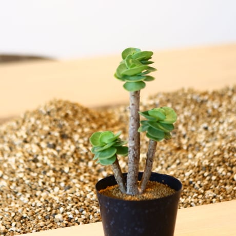 ポルテラカ モロキニエンシス / Portulaca molokiniensis    no.41616