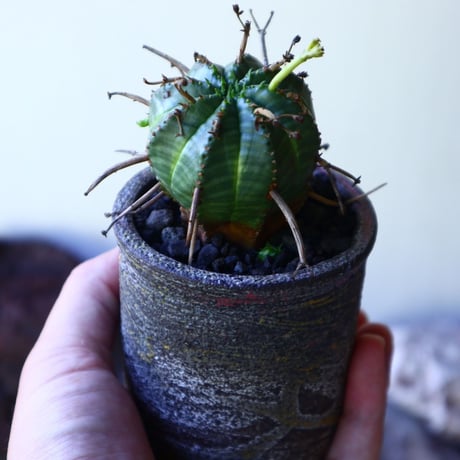 ユーフォルビア  バリダ  hyb   Euphorbia valida  hyb   no.72801