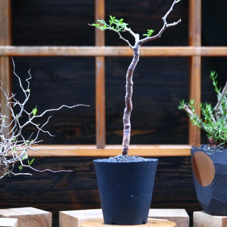 コミフォラ モンストローサ／Commiphora monstrosa   no.92604