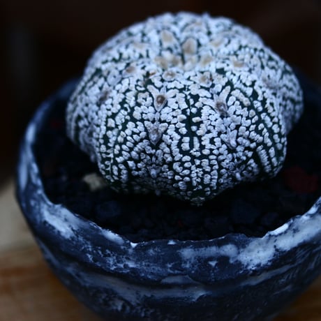 アストロフィツム   スーパー兜／Astrophytum asterias 'Super Kabuto'   no.122674