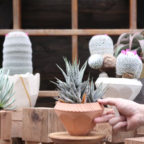 ハオルチア シモフリ／Haworthia fasciata 'Shimofuri'  no.112752