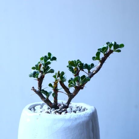 サルコカウロン   バンデリエティアエ     Sarcocaulon vanderietiae　no.21646
