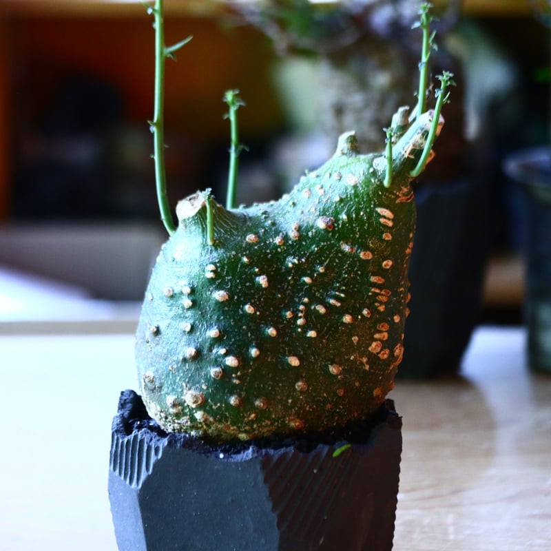 アデニア グロボーサ Adenia globosa no.81652 アデニア グロボーサ Adenia globosa no.81652
