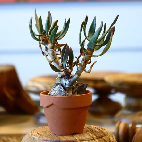 Aloe ramosissima × YAMABACHI   no.31018