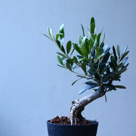 オリーブ　Olea europaea　 no.110845-4