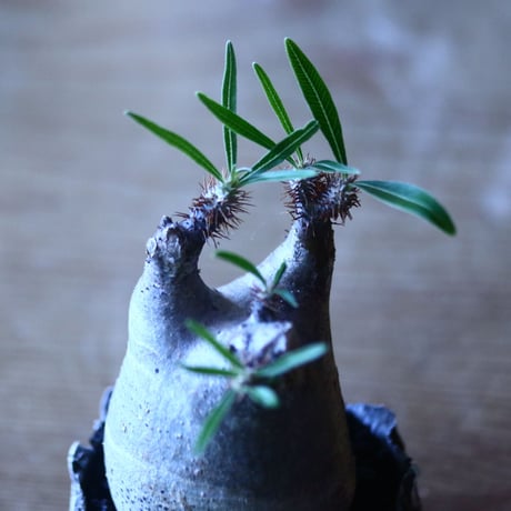パキポディウム グラキリス   Pachypodium rosulatum var. gracilius no.705-11