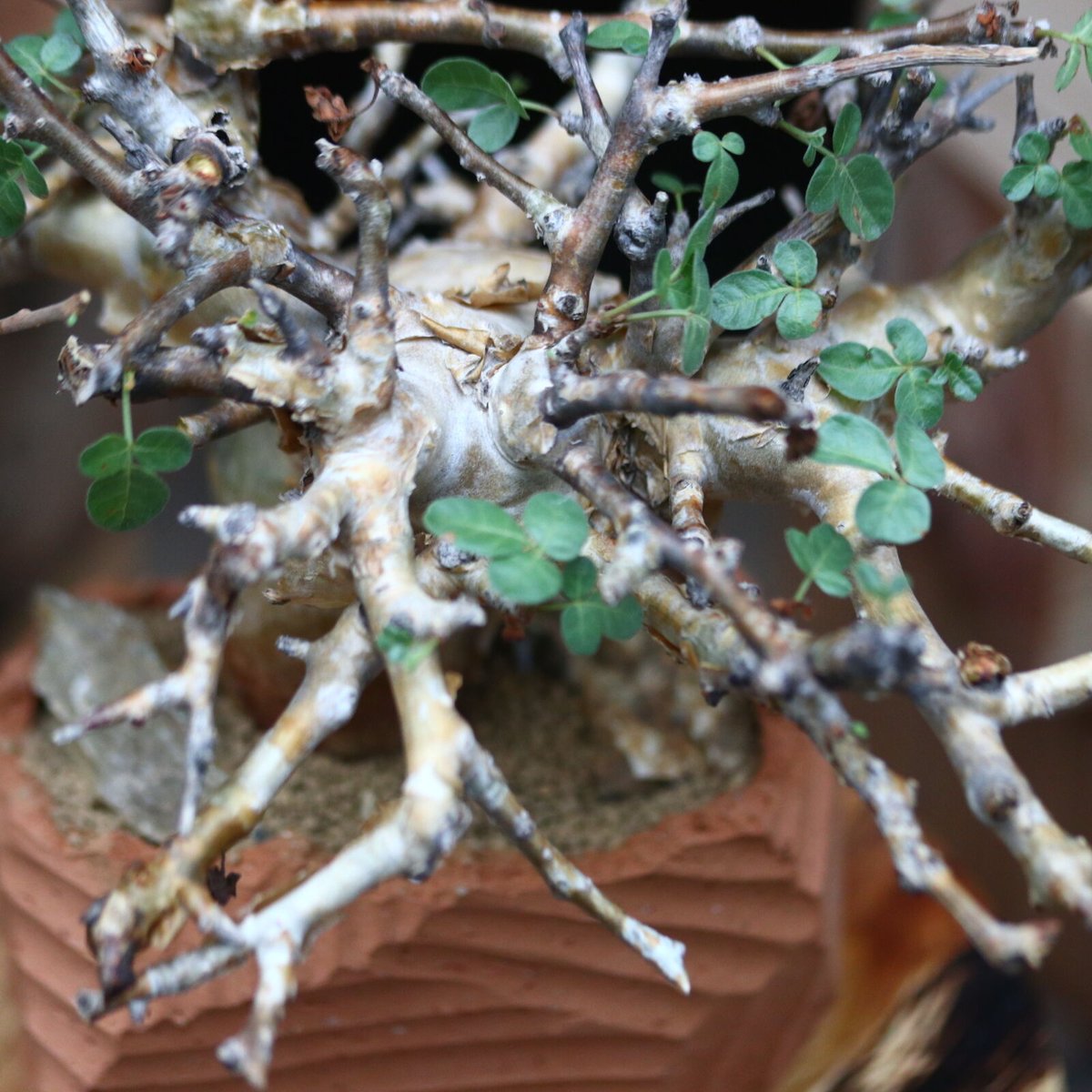 コミフォラ ストックシアナ／Commiphora stocksiana no.91101