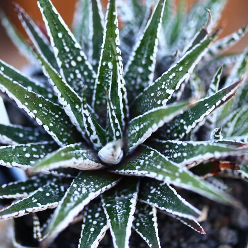 ハオルチア スーパーゼブラ／Haworthia〝Super Zebra″ no.22745