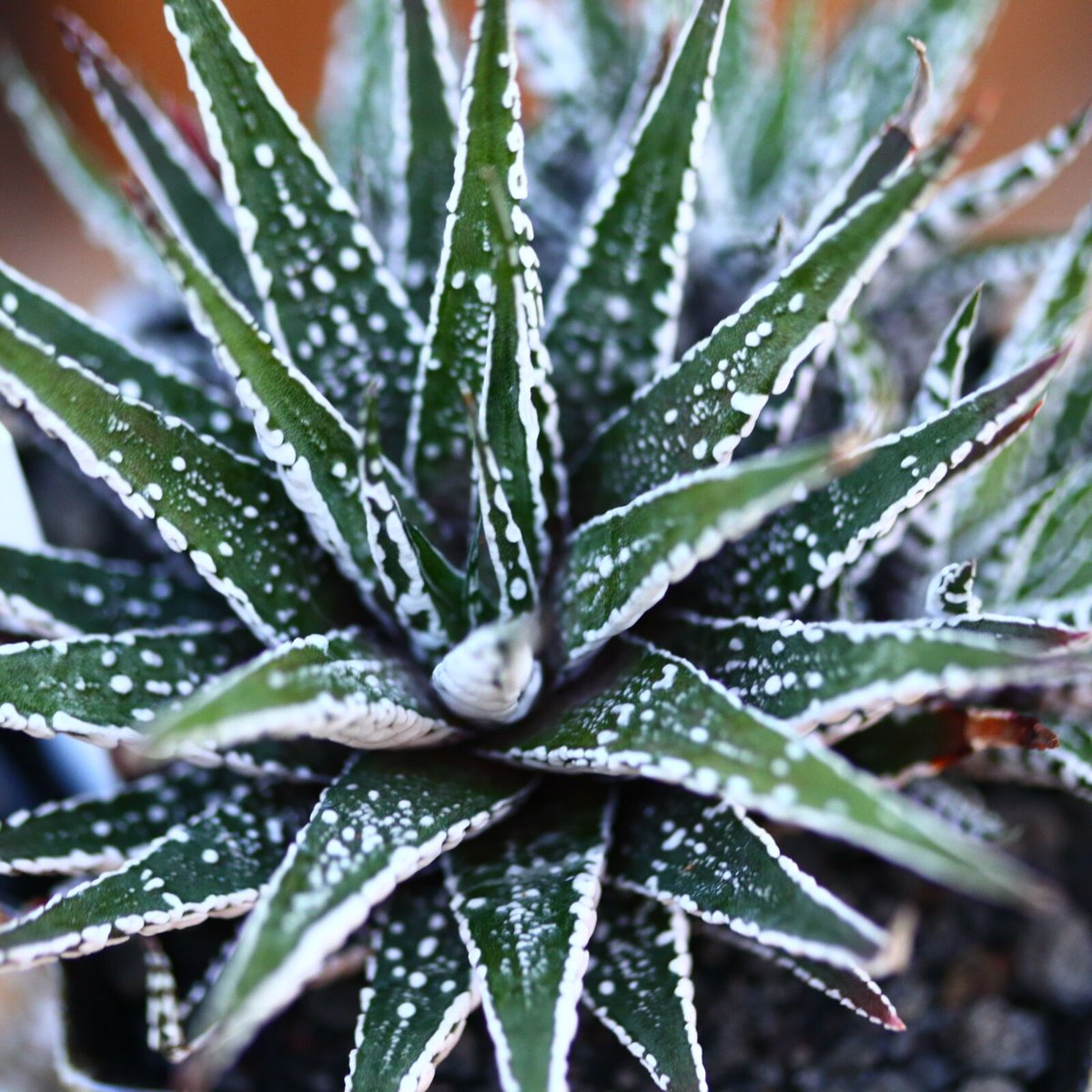 ハオルチア スーパーゼブラ／Haworthia〝Super Zebra″ no.22745