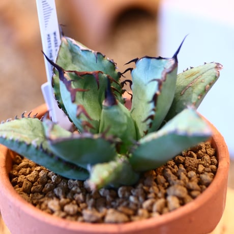 Agave titanota black Whale × YAMABACHI   no.123173