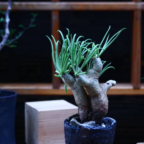 チレコドン ルブロベノーサス ／Tylecodon rubrovenosus  ﻿﻿    no.100350
