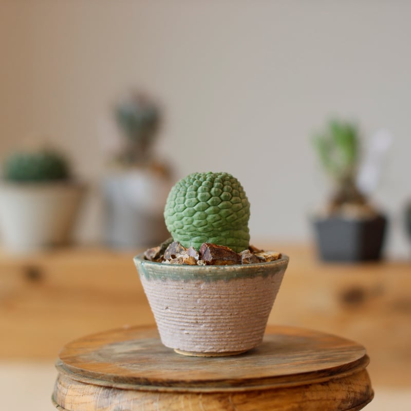 Larryleachia cactiformis / 仏頭玉 × Tomoharu Naka