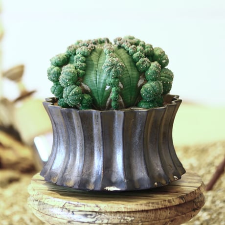 ユーフォルビア  仔吹きシンメトリカ / Euphorbia  symmetrica   no.52124