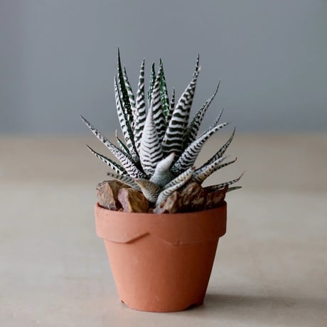 グラキリス YAMABACHI var. P&A ceramicware発根済 グラキリス YAMABACHI var. P&A ceramicware発根済み