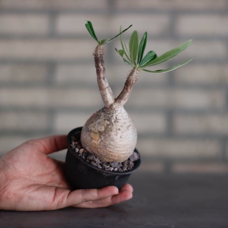 Pachypodium gracilius × takero pot (3.5号)  no.928/19