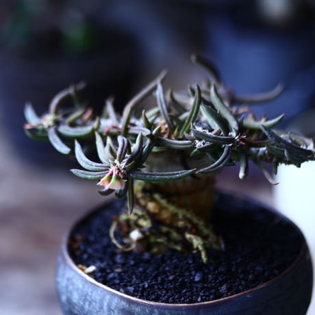 ユーフォルビア キリンドフォリア    Euphorbia cylindrifolia   no.17934