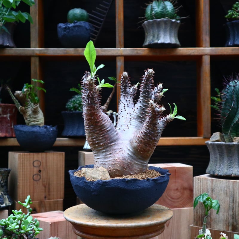 パキポディウム マカイエンセ/Pachypodium Makayense no. パキポディウム マカイエンセ/Pachypodium Makayense no.