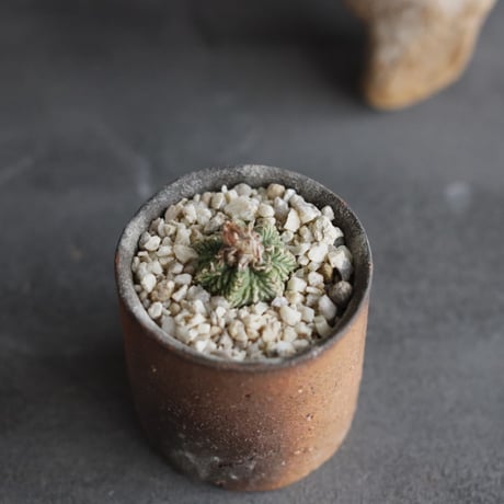 Aztekium ritteri × 備前鉢2号 / snp plants  no.607-5