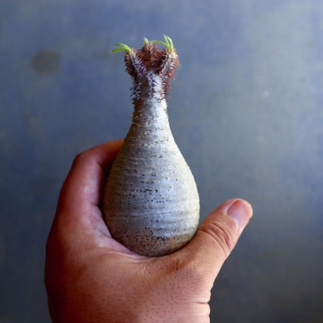 パキポディウム グラキリス 抜苗  Pachypodium rosulatum var. gracilius no.100631