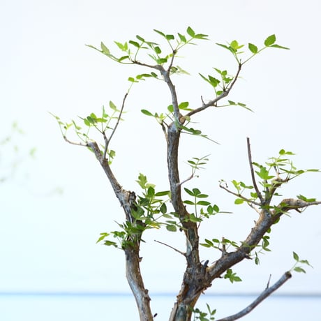ブルセラ ファガロイデス / Bursera fagaroides   no.62515