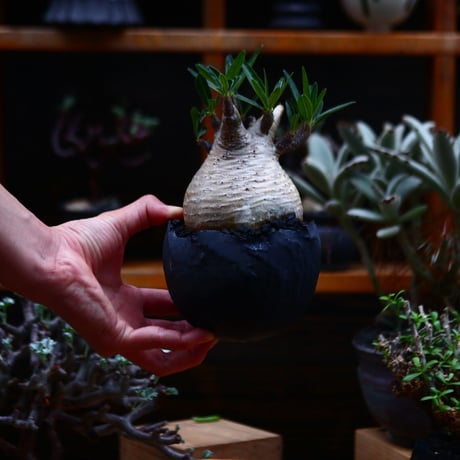パキポディウム  グラキリス／Pachypodium  gracilius       no.91909