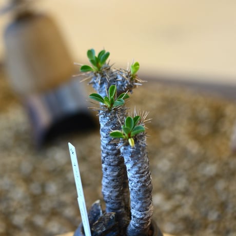 たけろうポット × Euphorbia guillauminiana   no.102214