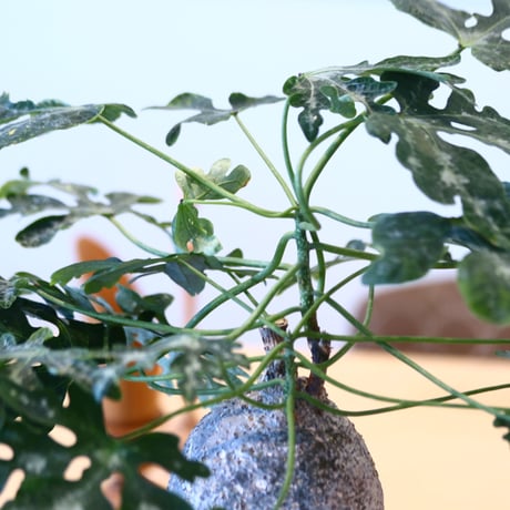 Adenia metamorpha × たけろうポット   no.90341