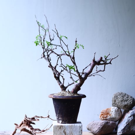 コミフォラ モンストローサ   Commiphora monstrosa   no.92726