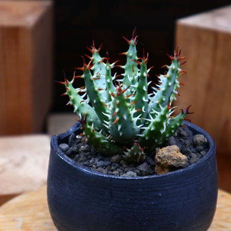 アロエ エリナケア／Aloe melanacantha ssp. var. erinacea  no.61912
