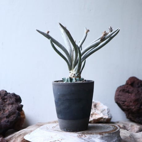 アストロフィツム カプト メデューサ  接木   Astrophytum caputmedusae    no.90809
