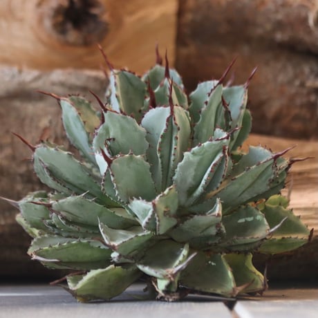 U.S. Cubic (Agave potatorum Cubic) / Style of Chika　no.1203-1