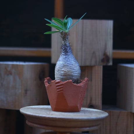 パキポディウム  グラキリス／Pachypodium  gracilius    no.121248